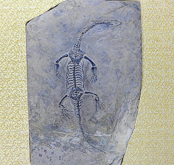 化石、貴州竜